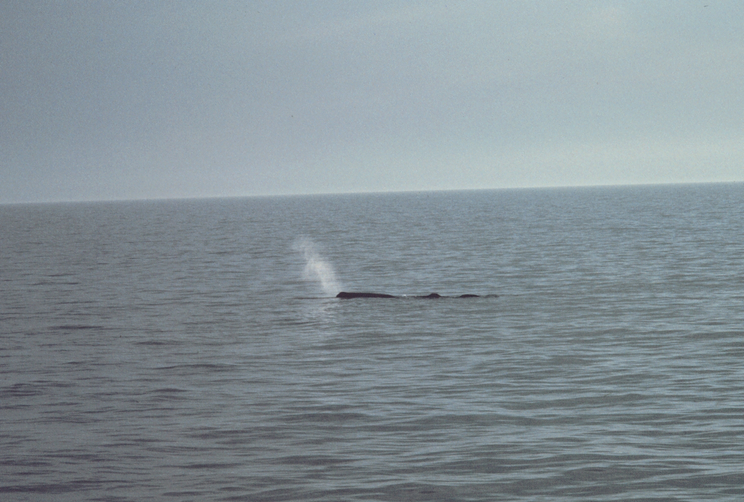 Observation des baleines aux Açores